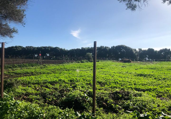 Terra a Barbate, Cadiz, Barbate - € 480.000 | Ref: vc 191 - foto 1